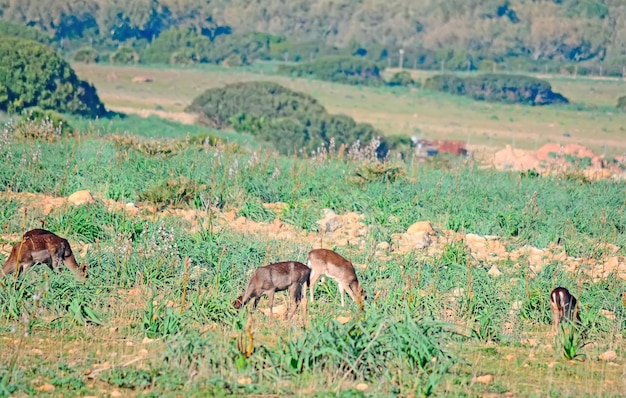 Cervi al pascolo nel parco di Porto Conte Sardegna