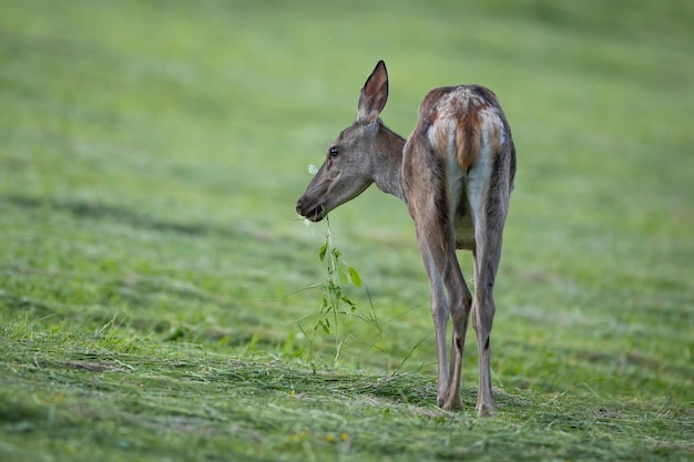 Cervi al pascolo su prati tagliati nella natura estiva