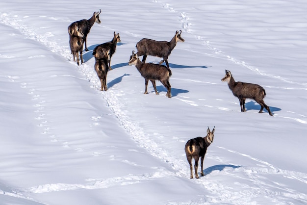 Cervi camosci sulla neve bianca in inverno