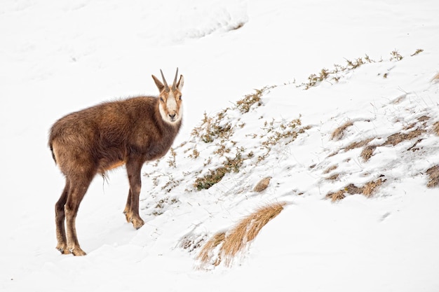 Cervi camosci sullo sfondo della neve