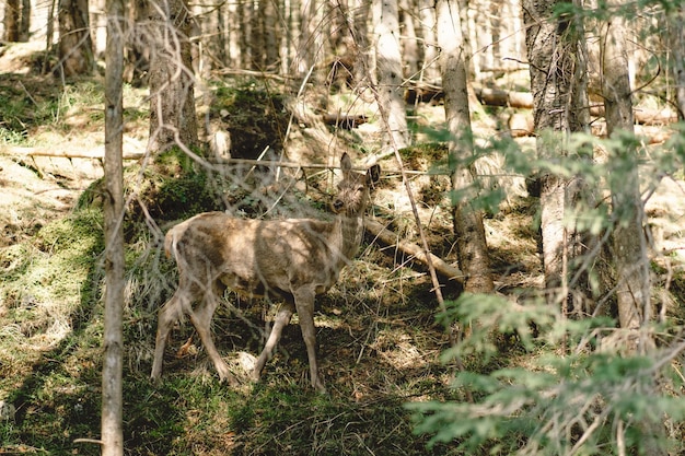 Cervi che pascolano in profondità nel cespuglio della foresta Natura e animali