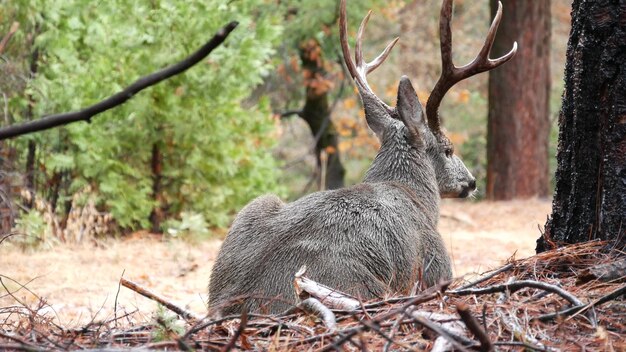 Cervi con grandi corna ritratto california fauna fauna buck faccia cervo testa