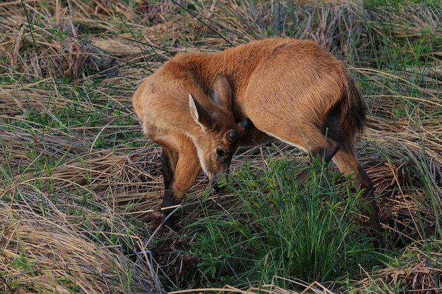 Cervi delle paludi Ibera Argentina