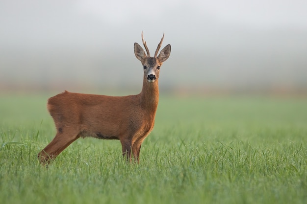 Cervi di caprioli che guardano sul campo verde nella nebbia mattutina