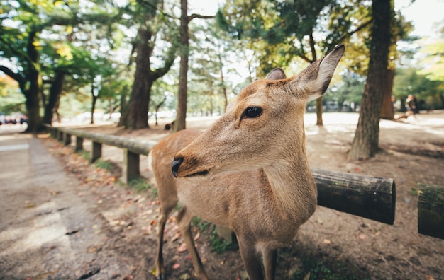Cervi e animali nel parco di Nara, Kyoto, Giappone