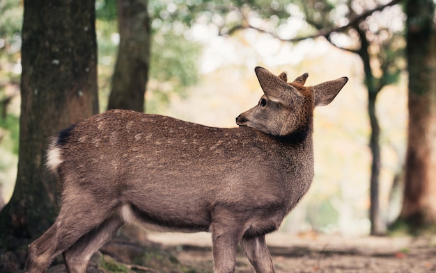 Cervi e animali nel parco di Nara, Kyoto, Giappone