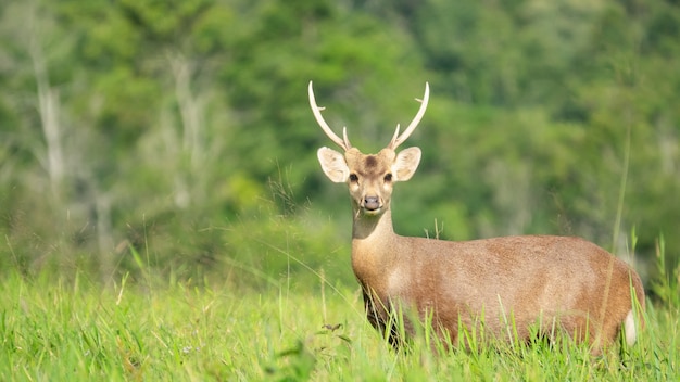 Cervi e corno lungo sulla foresta del prato sulle colline e sul fondo vago