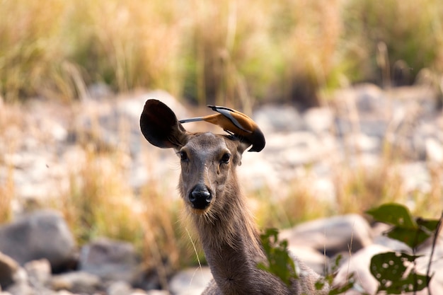 Cervi e uccelli in natura