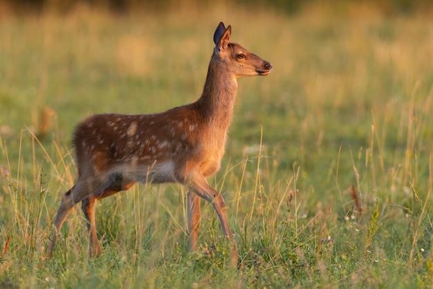 Cervi giovanili che camminano sul prato nel tramonto di estate