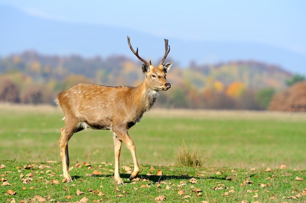 Cervi in campo autunnale