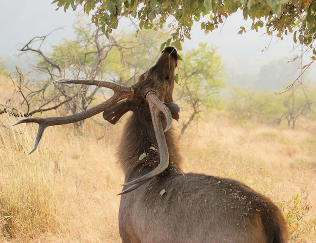 cervi in India