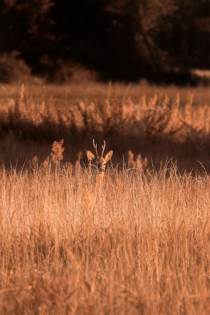 Cervi in piedi tra le piante sul campo