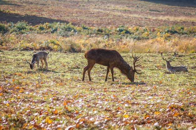 Cervi in un campo