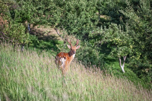 Cervi in un campo