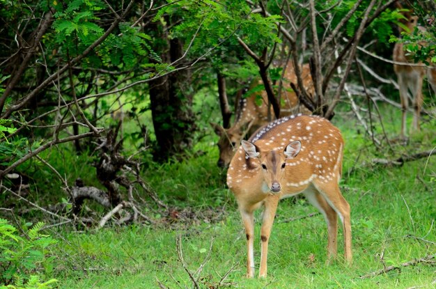 Cervi in una foresta