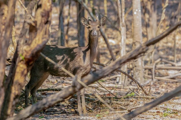 Cervi in una foresta