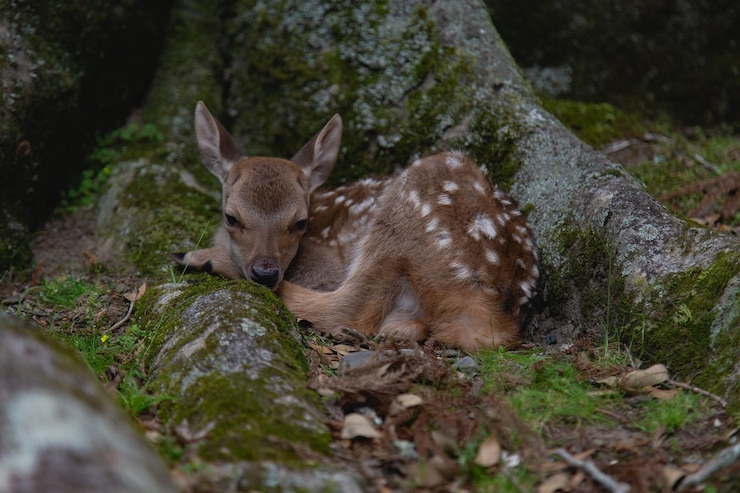 Foto cervi in una foresta