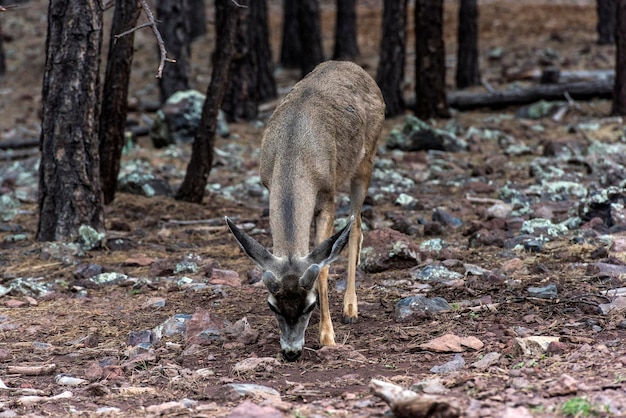 Cervi in una foresta