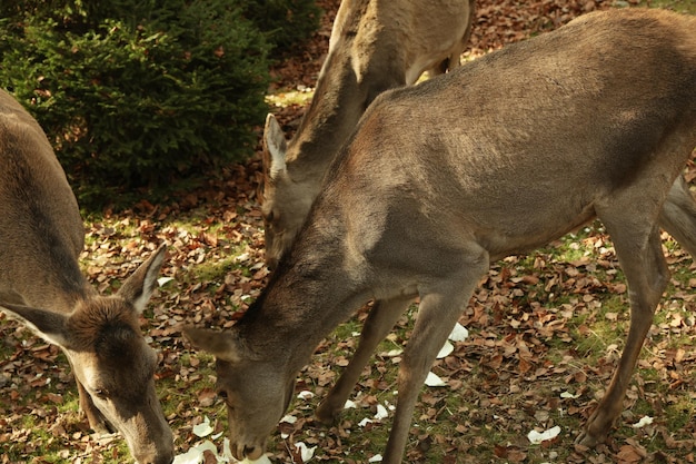 Cervi in zoo nella giornata di sole autunnale