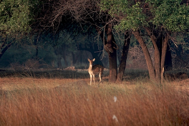 Cervi isolati da soli nella foresta, India