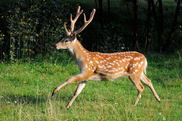 Cervi macchiati nel prato nel bosco