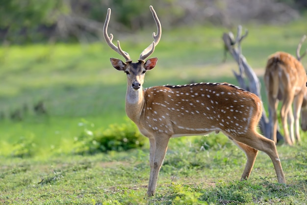 Cervi macchiati selvaggi nel parco nazionale di Yala, Sri Lanka