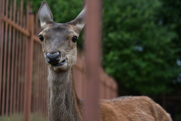 Cervi macchiati selvaggi nello zoo