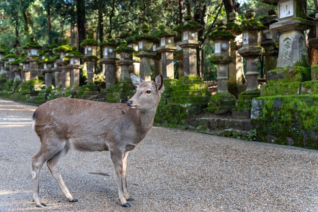 Cervi nel grande santuario di Kasuga, nel parco di Nara