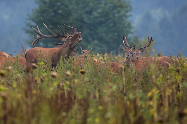 Cervi nell'habitat naturale durante il cervo rut