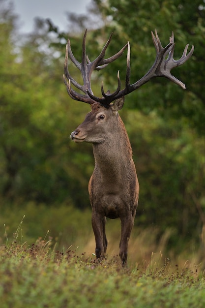 Cervi nell'habitat naturale durante il cervo rut