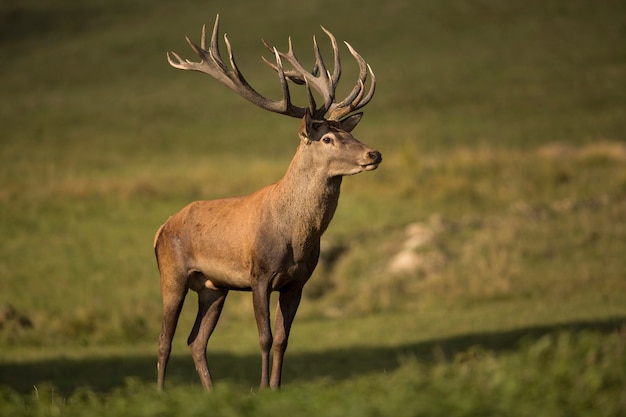 Cervi nell'habitat naturale durante la fauna europea della carreggiata dei cervi