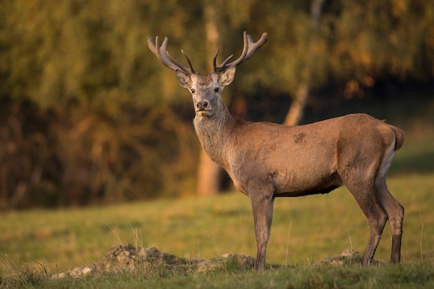 Cervi nell'habitat naturale durante la fauna europea della carreggiata dei cervi