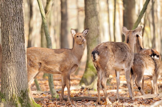 Cervi nella foresta di autunno