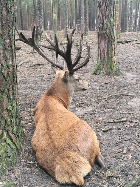 Cervi nella foresta