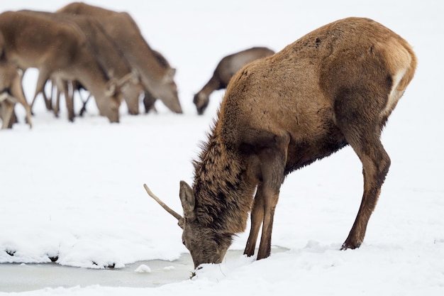 Cervi nella neve Cervi beve l'acqua in inverno