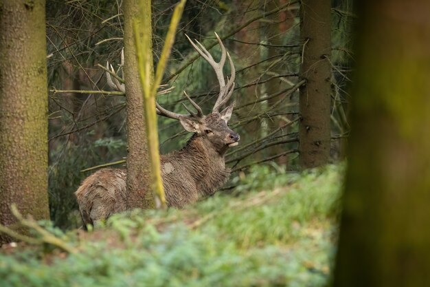 Cervi rossi con grandi corna in piedi nella foresta in autunno