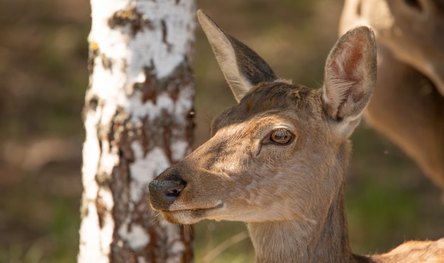 Cervi rossi femminili nella foresta. Ritratto, primo piano. L'animale è prezioso per la sua pelliccia e carne.