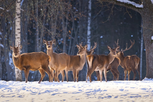 Cervi rossi nel parco nazionale della foresta in una fredda giornata invernale