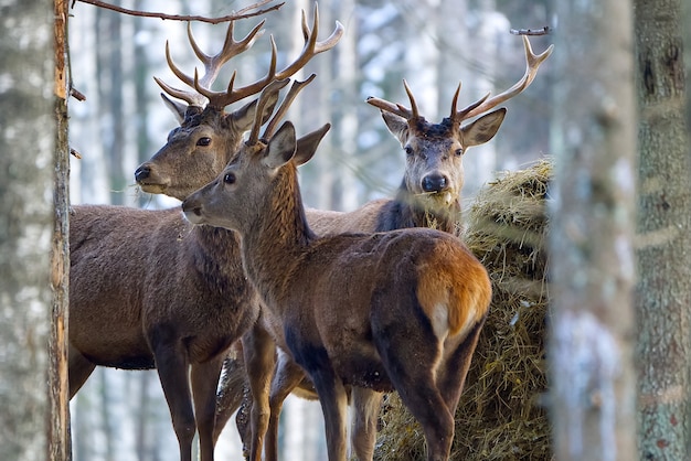 Cervi rossi nel parco nazionale della foresta in una fredda giornata invernale