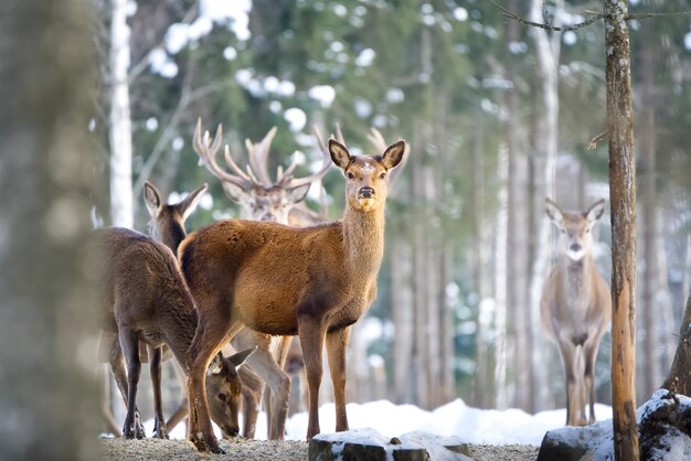 Cervi rossi nel parco nazionale della foresta in una fredda giornata invernale