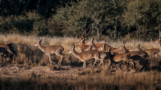 Cervi rossi nella Riserva Naturale del Parque Luro La Pampa Argentina