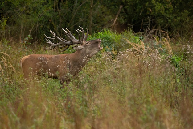 Cervi rossi sullo sfondo verde durante la carreggiata dei cervi nell'habitat naturale