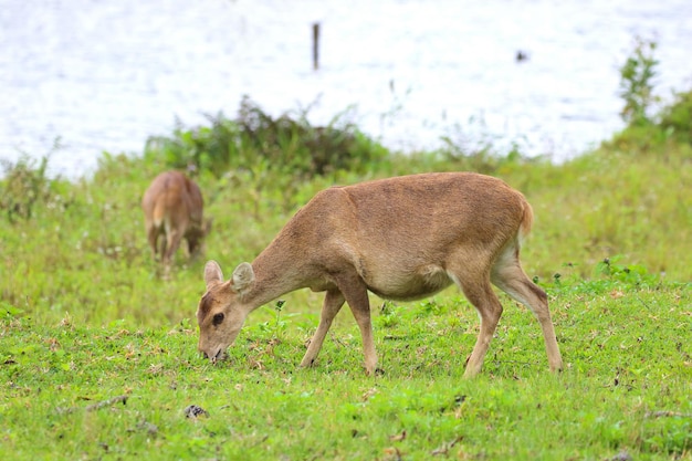 Cervi selvaggi dalle corna di fronte nel santuario della fauna selvatica di Phu Khieo, Tailandia