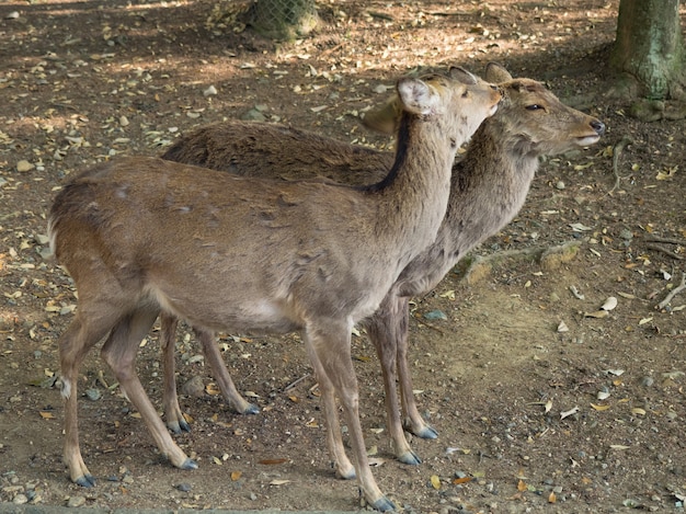 Cervi selvatici nel Parco di Nara in Giappone. I cervi sono il simbolo della più grande attrazione turistica di Nara.