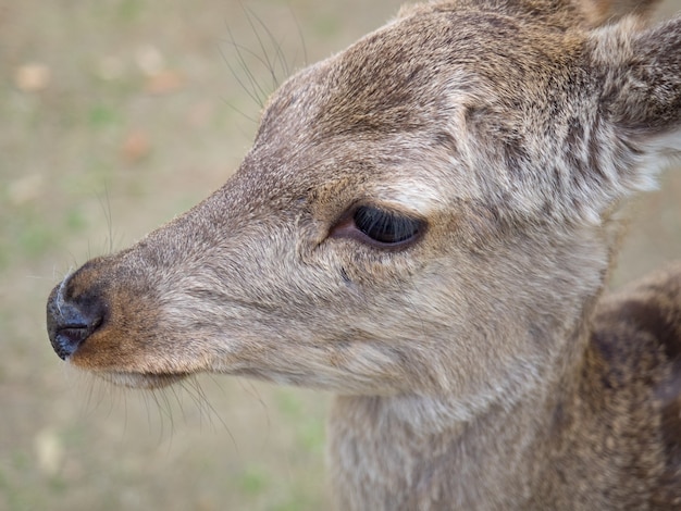 Cervi selvatici nel Parco di Nara in Giappone. I cervi sono il simbolo della più grande attrazione turistica di Nara.