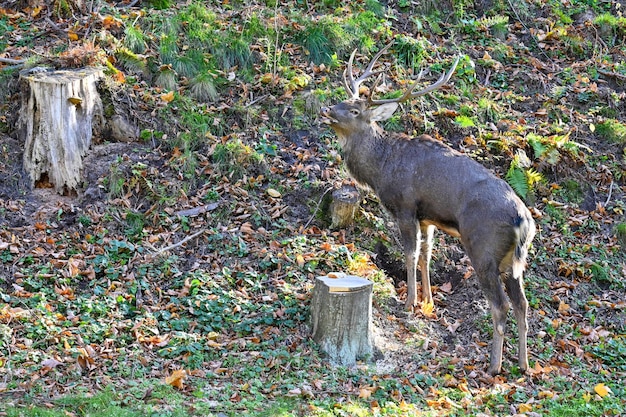 Cervi selvatici nella foresta