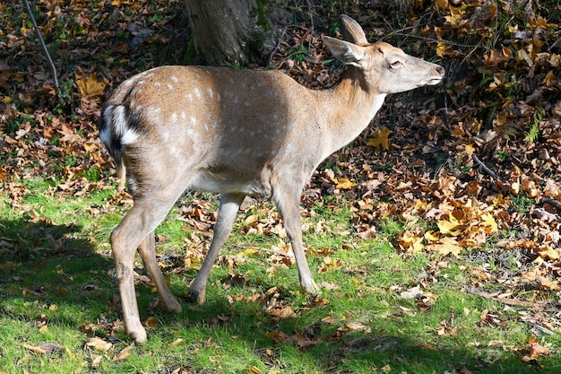 Cervi selvatici nella foresta