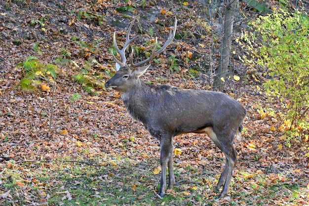 Cervi selvatici nella foresta