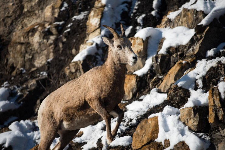 Foto cervi sul campo coperto di neve