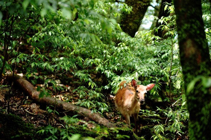 Foto cervi tra gli alberi della foresta
